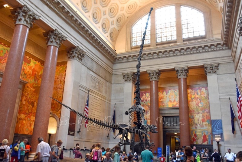 American Museum of Natural History (3)