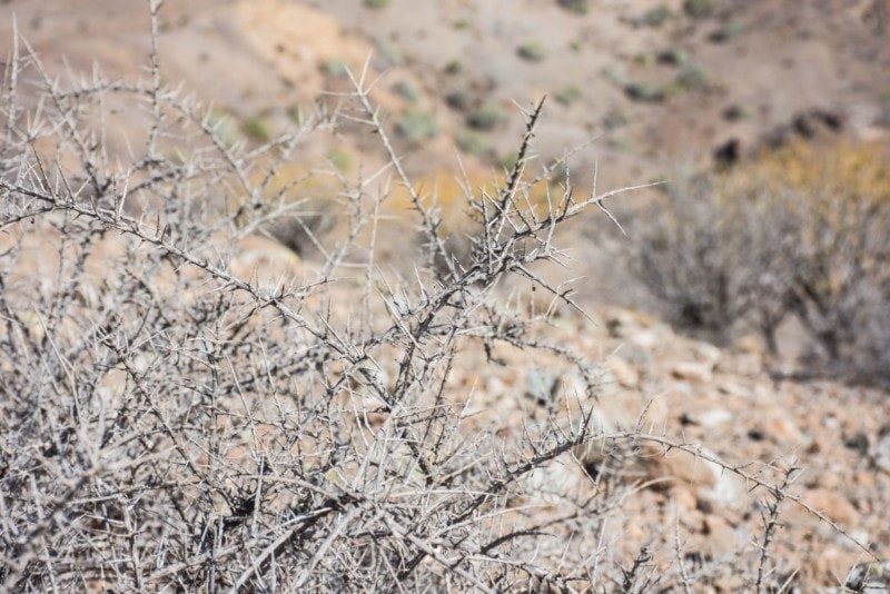 ausflug-natur-gran-canaria