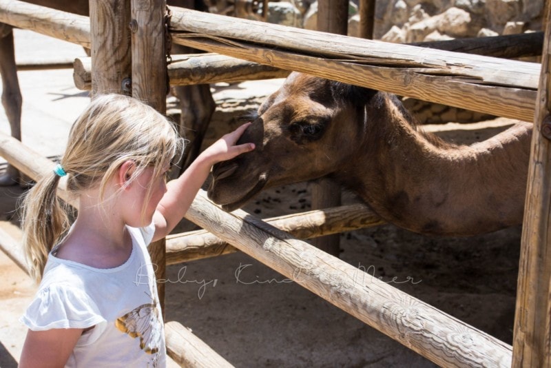 dromedarreiten-gran-canaria-2