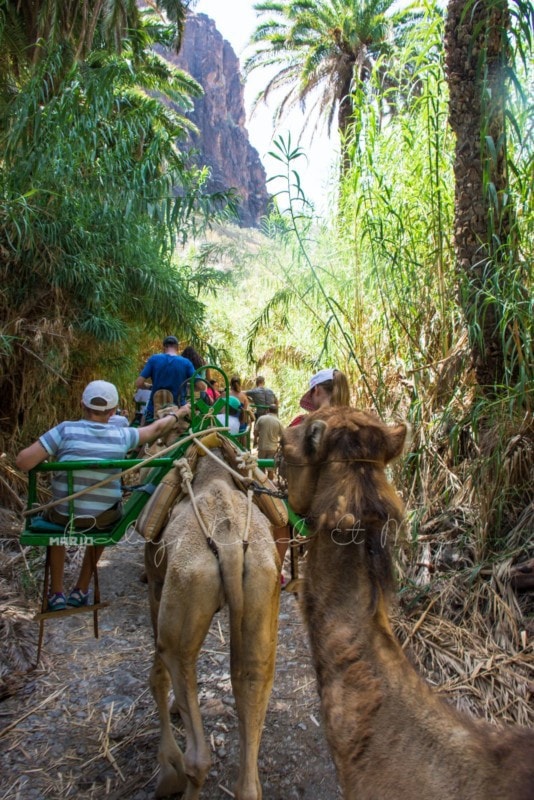 kamelreiten-gran-canaria-2