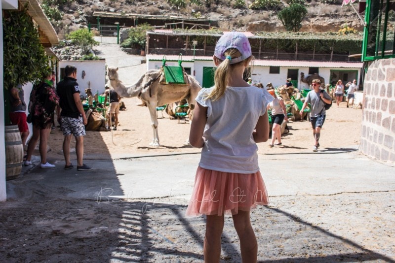 kamelreiten-gran-canaria