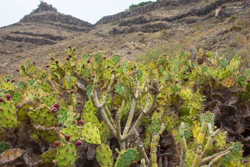 landschaft-gran-canaria