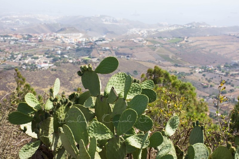 palmitos-park-gran-canaria-26