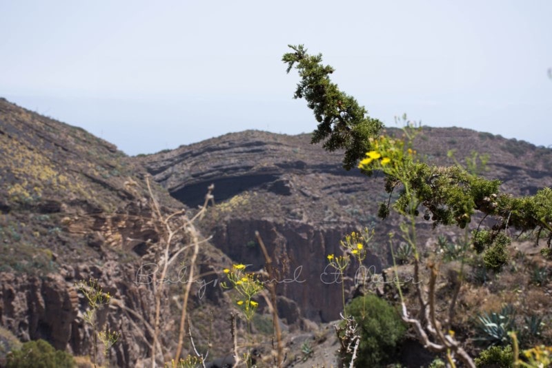 palmitos-park-gran-canaria-39