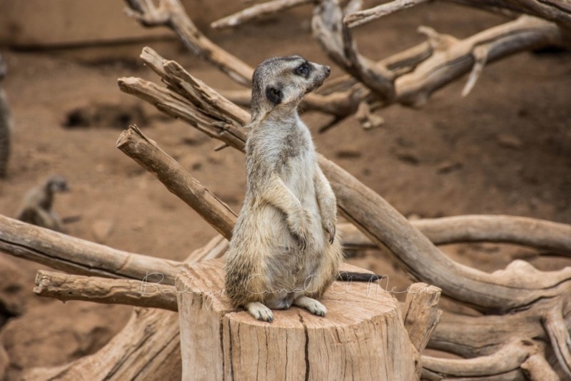 palmitos-park-gran-canaria-4