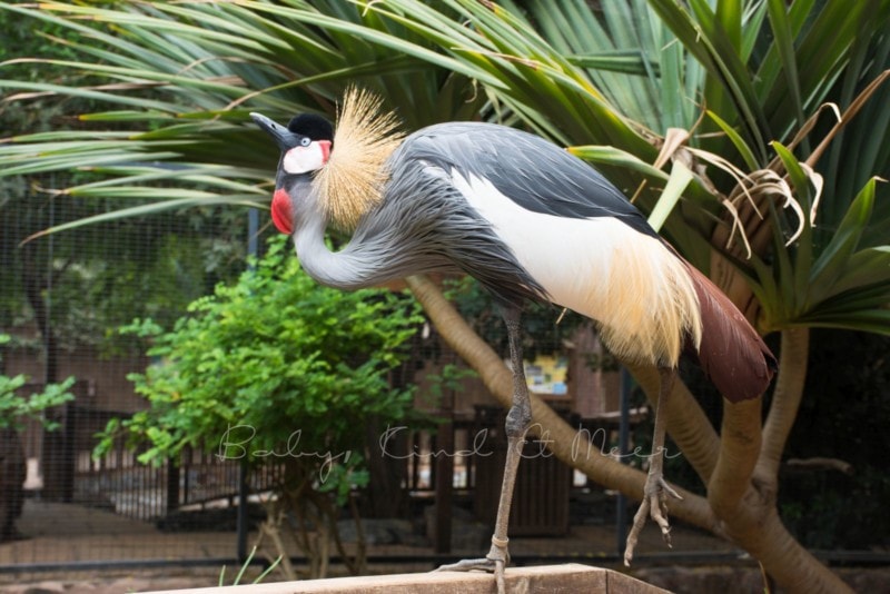 palmitos-park-gran-canaria-5