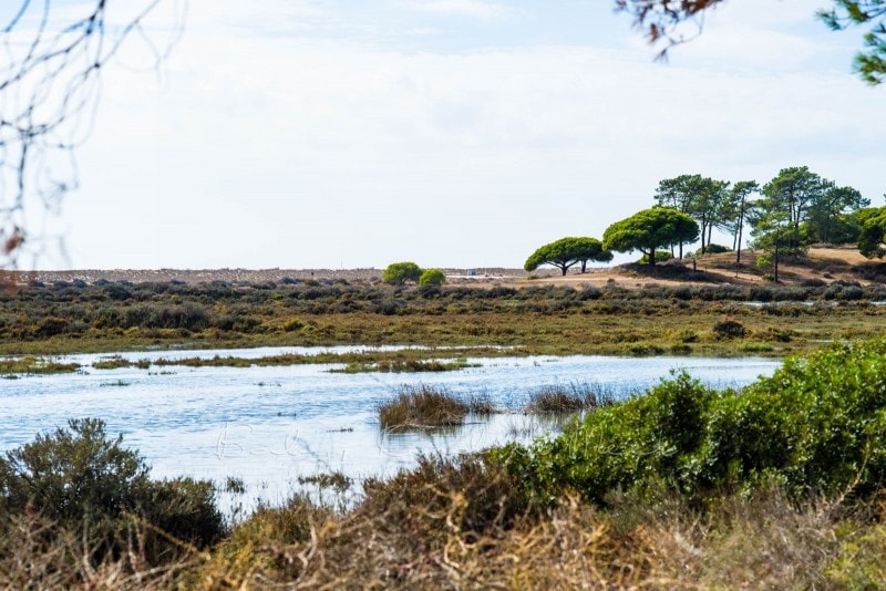 Naturschutzgebiet Ria Formosa 3